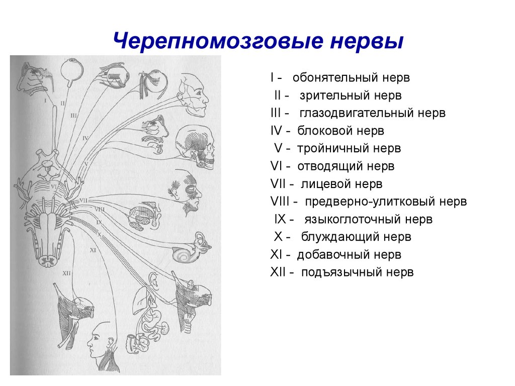 Структура черепно мозговых нервов. 12 Пар черепных нервов схема. 12 Пара ЧМН схема. 12 Пар черепных нервов картинка. 12 Пар черепно мозговых нервов рисунок.