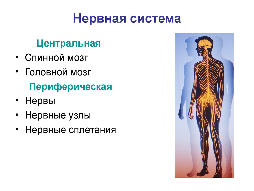 Органы периферической нервной системы человека. Периферическая нервная система презентация анатомия. Нервная система человека слайд. Центральная нервная система. Нервная система презентация.