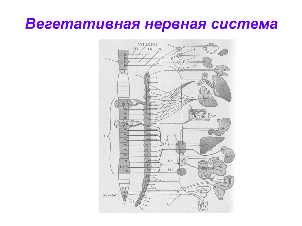 Вегетативные связи. Вегетативная нервная система схема. Строение вегетативной нервной системы. Вегетативная система рисунок. Вегетативная нервная система рисунок.