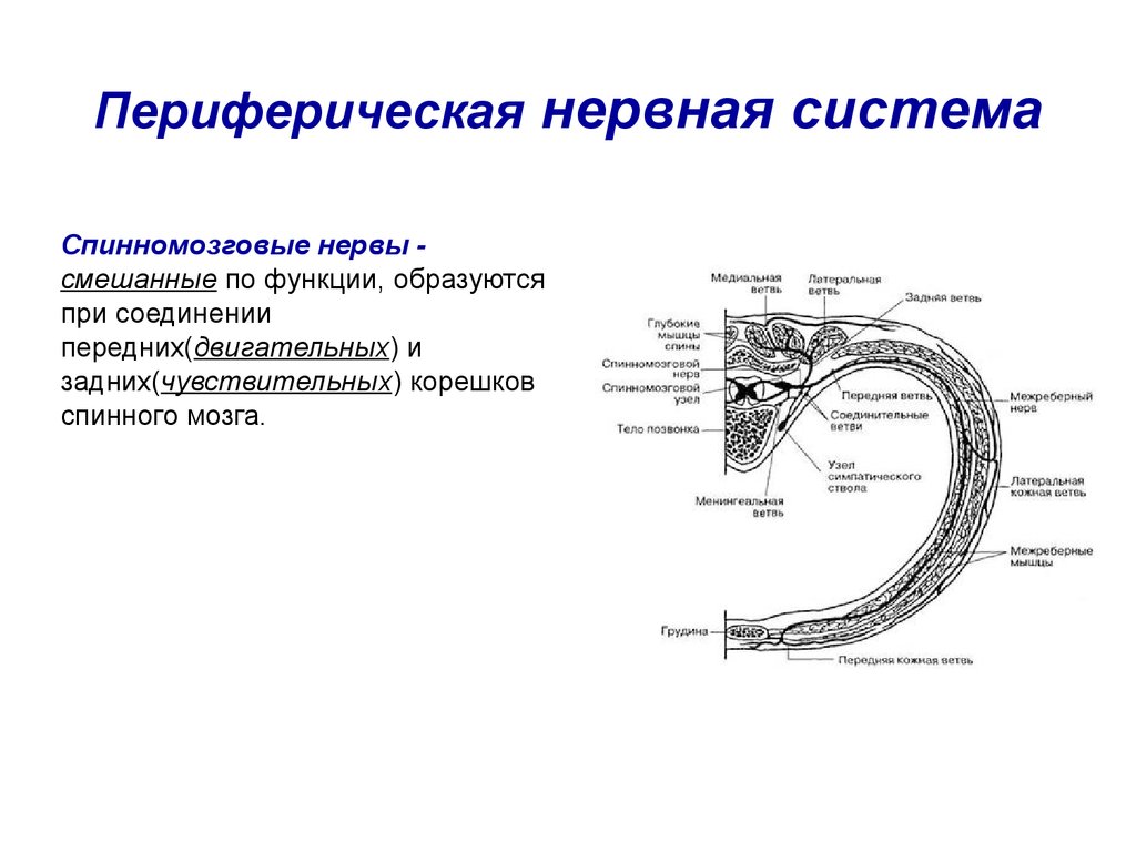 Органы периферической нервной системы человека. Периферическая НС строение функции. Схема периферической НС. Схема строения периферического нерва. Схема ПНС анатомия.