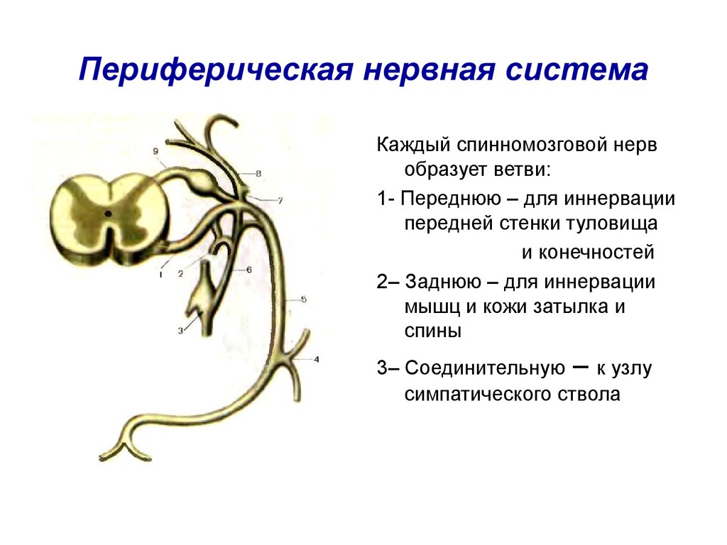 Органы периферической нервной системы человека. Периферическая НС строение функции. Строение двигательного периферического нерва. Периферическая нервная система человека образована. Развитие периферических нервов анатомия.