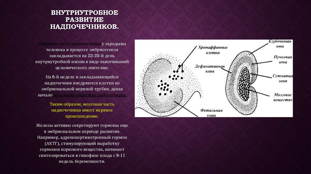 Надпочечники развиваются из. Эмбриональный источник развития коркового вещества надпочечников. Корковое вещество надпочечников гистология. Строение надпочечников гистология. Мозговое вещество надпочечников гистология.