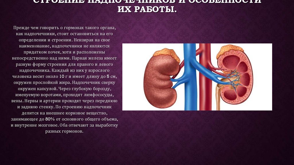 Кто лечит надпочечники. Внутреннее строение надпочечников. Надпочечники функции заболевания. Надпочечники место расположения. Надпочечники строение и функции.