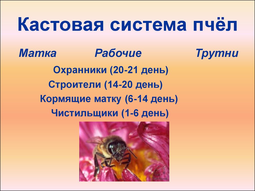 Кастовая система пчёл