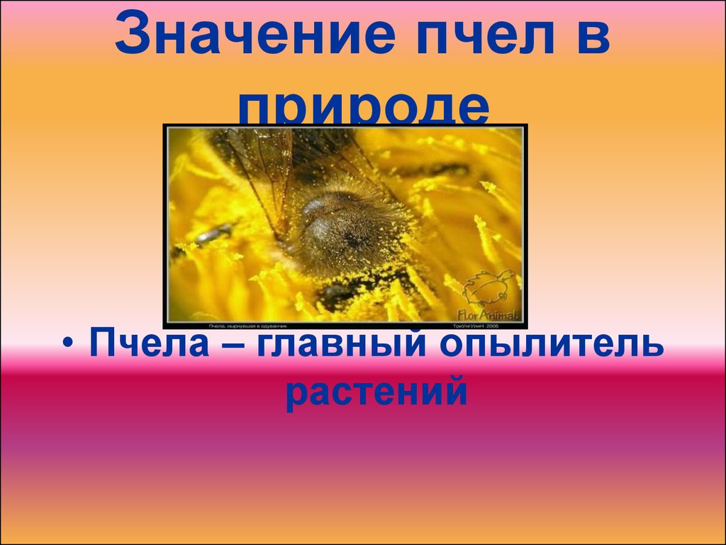 Значение пчел в природе