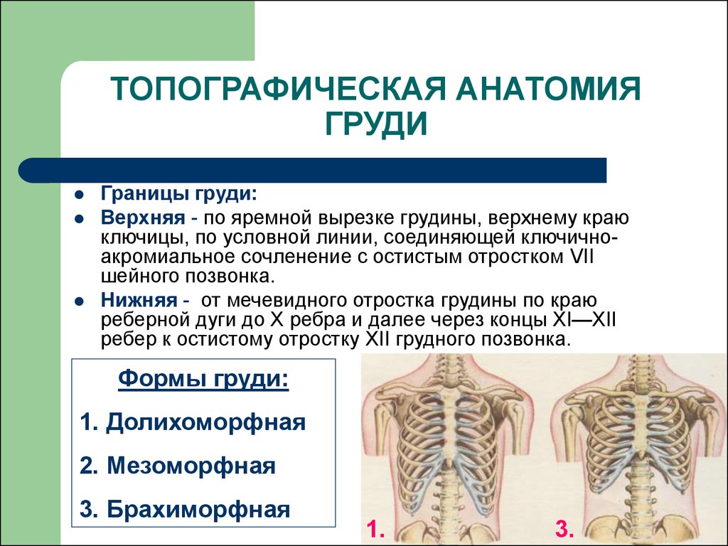 Края на верхней и нижней. Топография грудной клетки анатомия. Топографическая анатомия грудной клетки линии. Топографическая анатомия груди.