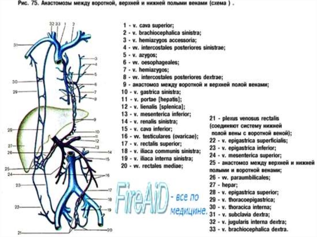 Кавакавальные анастомозы анатомия схема