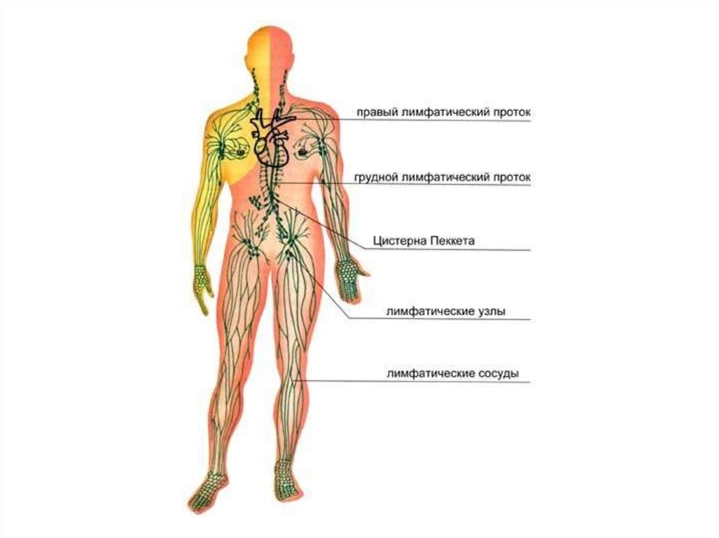 Рисунок лимфатической системы. Лимфатическая система органы входящие в систему. Лимфатическая система человека анатомия. Анатомия человека лимфатическая система в картинках. Схема лимфатической системы в теле человека.