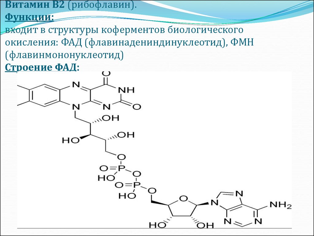 Витамин в2. Структура кофермента витамина в2. Витамин б2 кофермент. Витамин рибофлавин формула кофермента. Витамин в2 рибофлавин и коферменты ФМН ФАД фадн2.