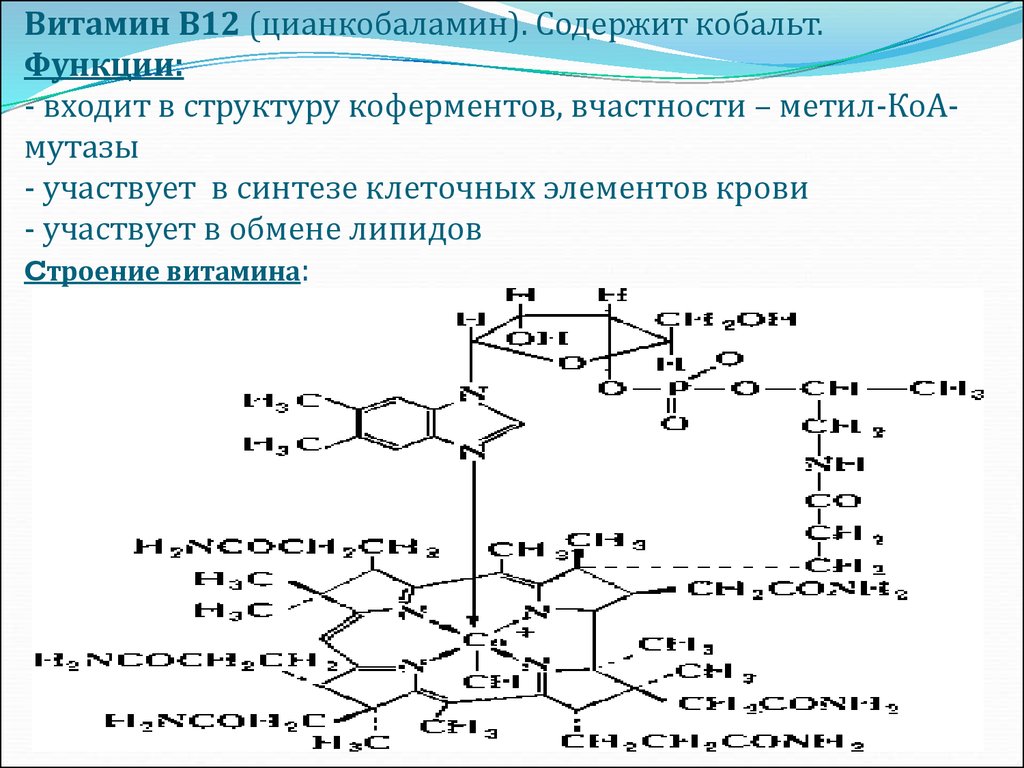 Коа кофермент. Химическая структура витамина в12. Витамин б12 структурная формула. Кофермент витамина в12. Биосинтез витамина в12 схема.