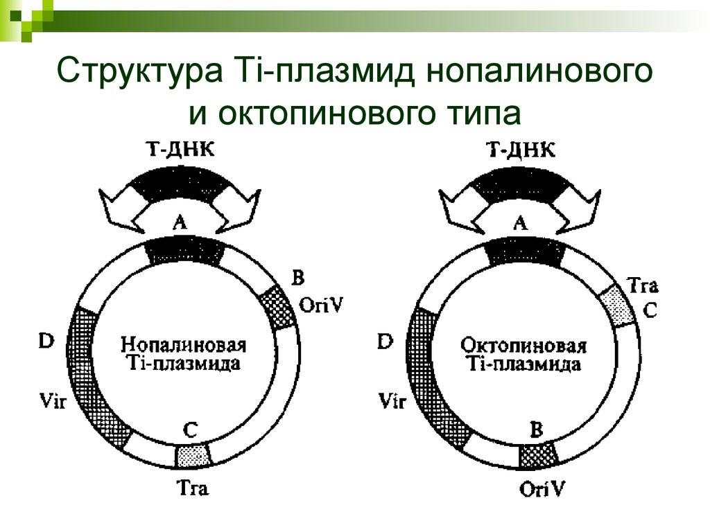 Кольцевая строение 2. Строение ти плазмиды. Строение ti плазмиды. Структура ti и RI плазмид. Структура плазмид.