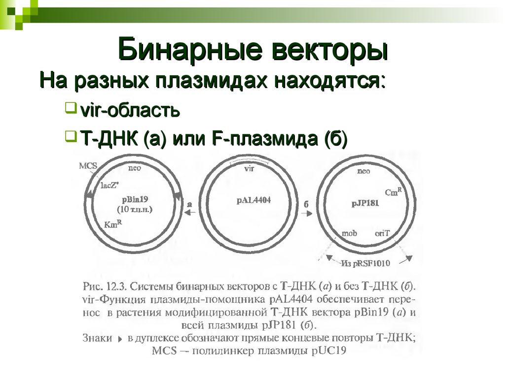 Векторы плазмиды. Бинарный вектор. Бинарная Векторная система. Бинарные векторы в генной инженерии. Векторы на основе плазмид.