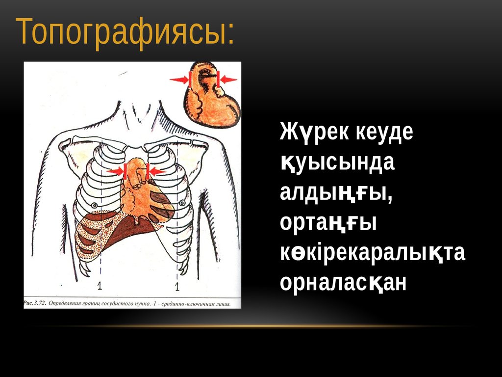 Жүрек автоматиясының механизмі презентация