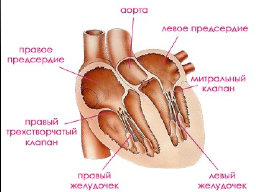 Сердце кошки. Кошачье сердце анатомия.