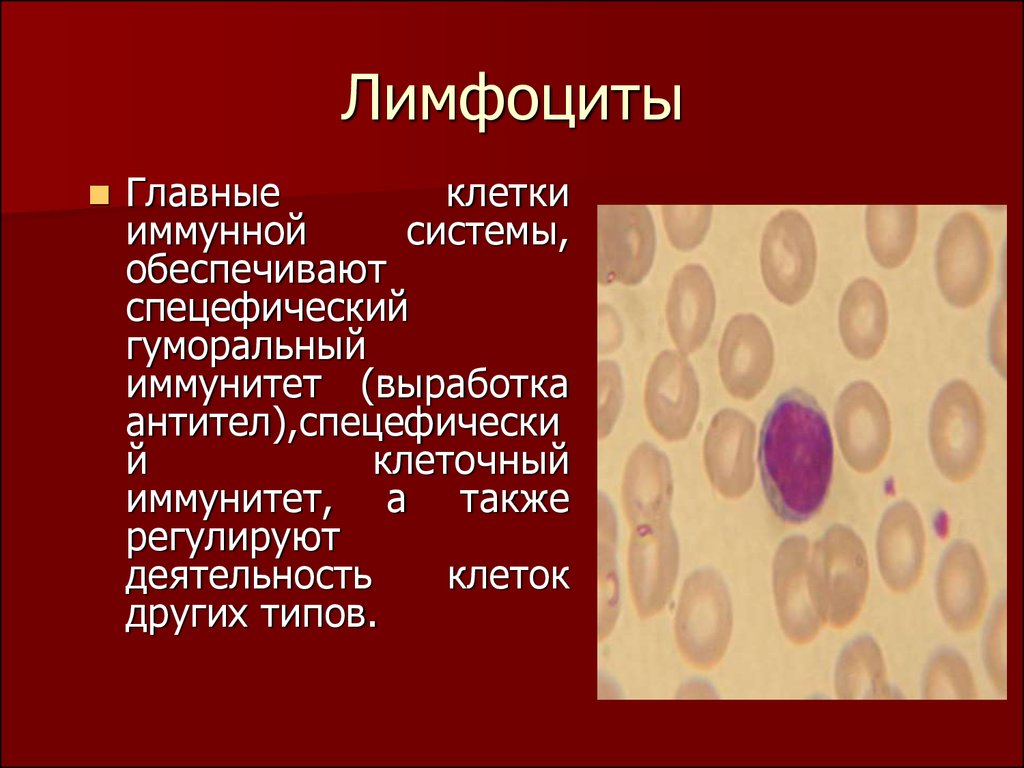 Лимфоциты структура