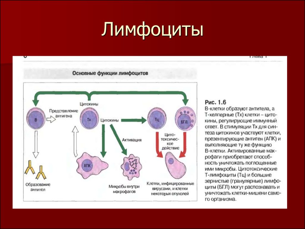 Лимфоциты обеспечивают клеточный иммунитет