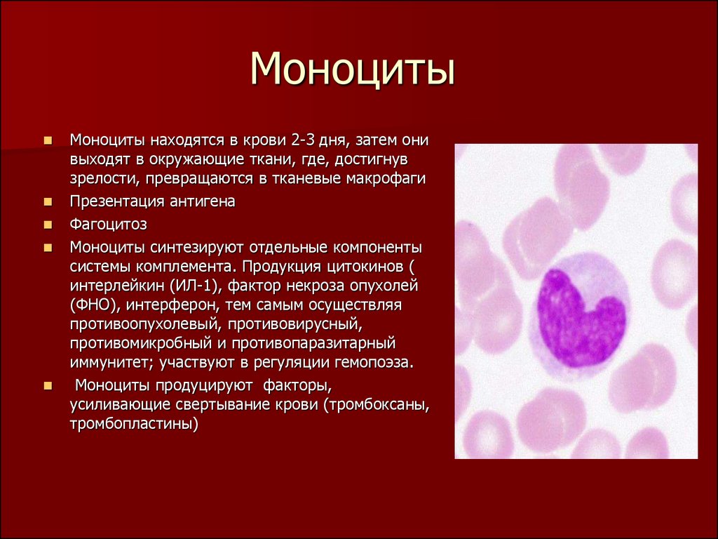 Моноцитов в крови 1. Структура моноцитов крови. Характерное строение моноцитов. Клетки крови функции моноциты. Моноцит м1.