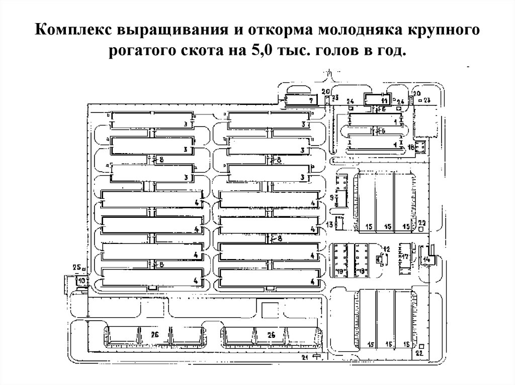 Откормочная площадка для крс проект на 100 голов