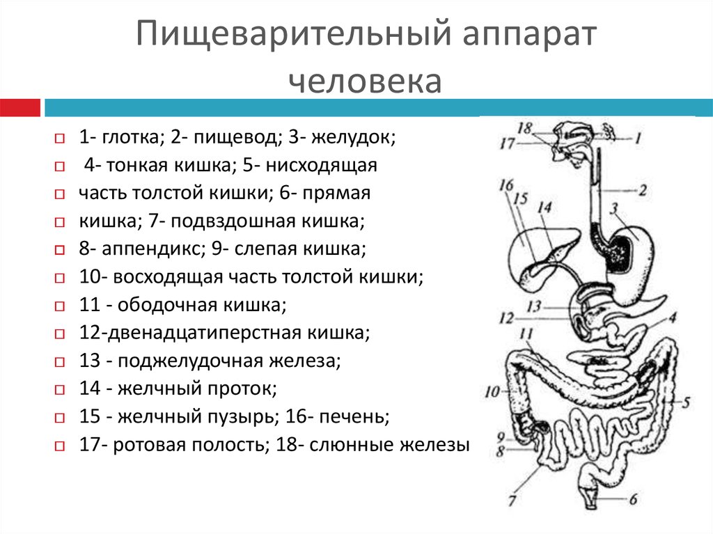 В какую систему органов входит желудок