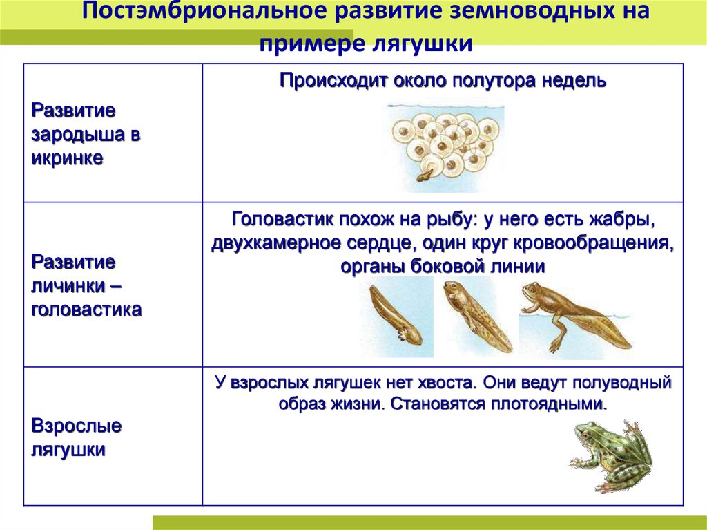 Какой тип развития характерен для лягушки. Этапы развития лягушки схема. Развитие земноводных кратко схема. Схема размножения и развития земноводных. Годовой цикл развития земноводных.