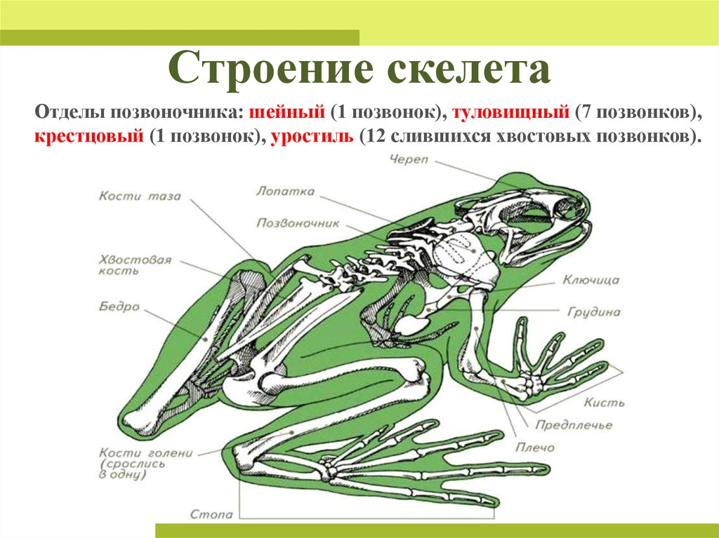 7 класс презентация внутреннее строение земноводных