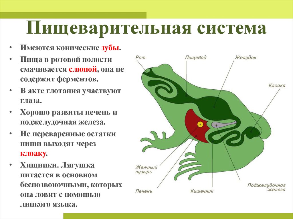 Какая система органов земноводных изображена на рисунке