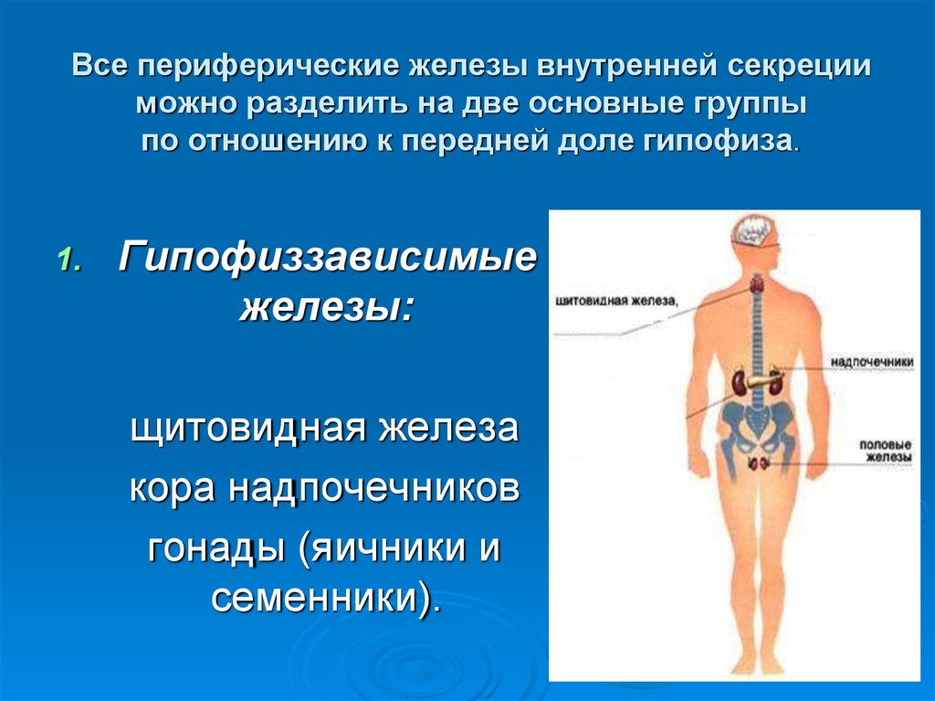 Яичники железы внутренней секреции