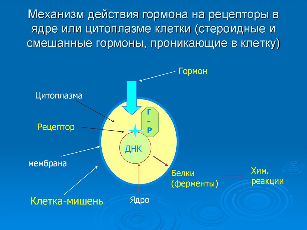 Механизм действия гормонов