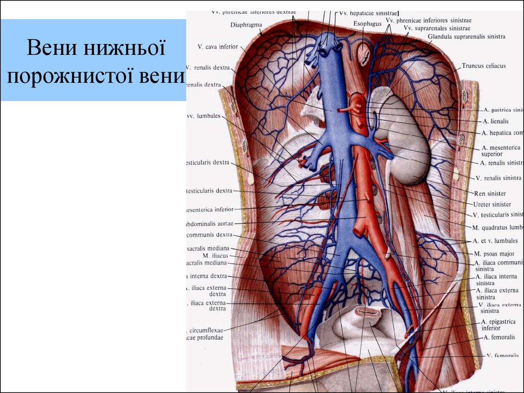Сосуд собирающий кровь от органов брюшной полости. Топография сосудов брюшной полости. Вены брюшной полости анатомия. Артерии и вены брюшной полости анатомия. Анатомия нижней полой вены.
