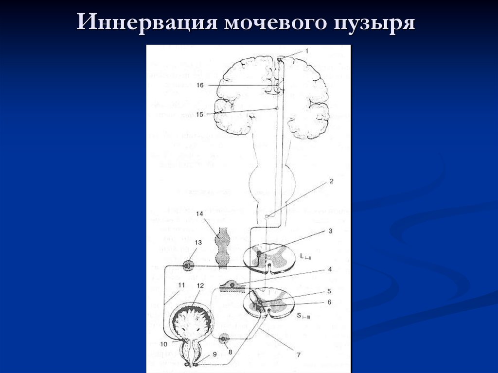 Рефлекторный мочевой пузырь. Центр симпатической иннервации мочевого пузыря. Вегетативная иннервация мочевого пузыря. Иннервация мочевого пузыря схема. Схема вегетативной иннервации мочевого пузыря.