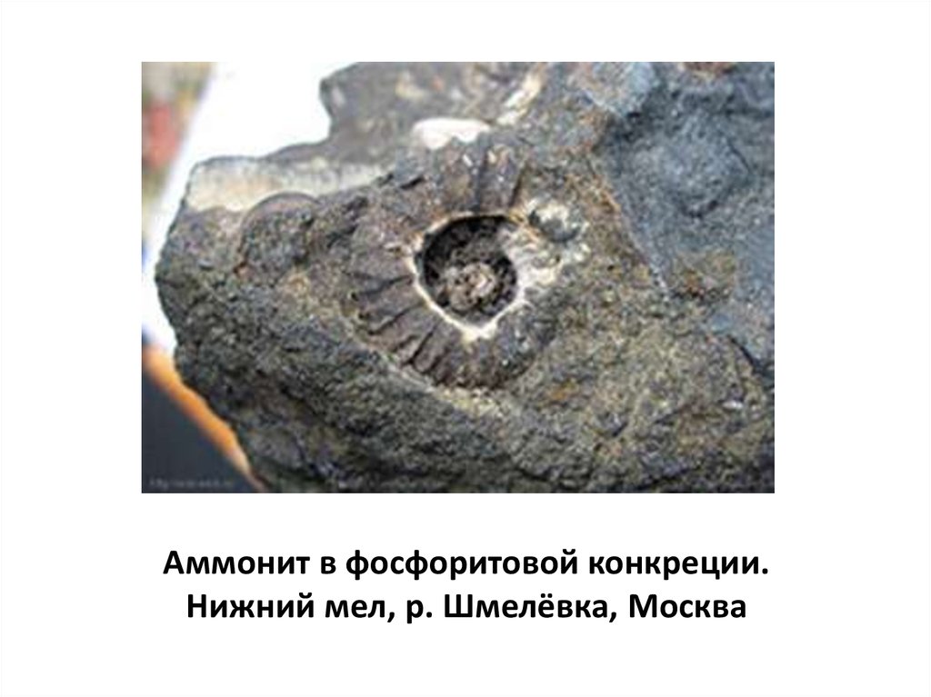 Аммонит в фосфоритовой конкреции. Нижний мел, р. Шмелёвка, Москва