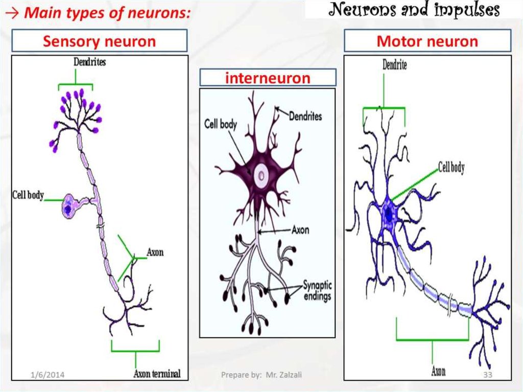 Neurons and impulses