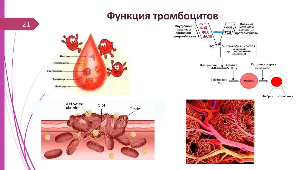Тромбоциты количество функции. Основная функция тромбоцитов физиология. Жизненный цикл тромбоцитов. Функции тромбоцитов в крови. Функции тромбоцитов в крови человека.