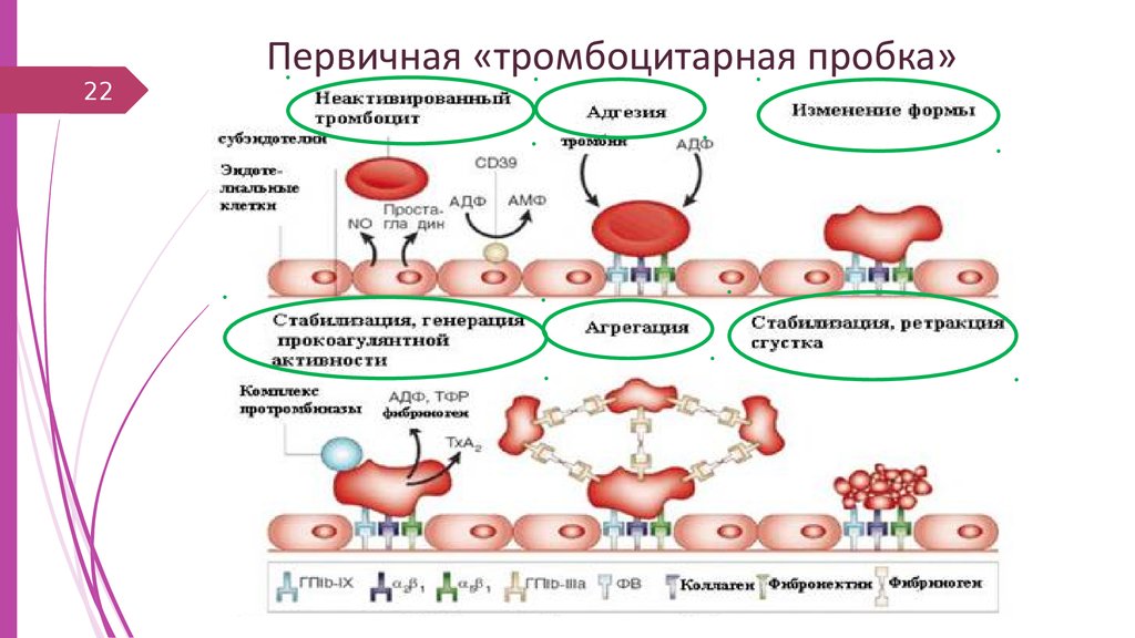 Сосудисто тромбоцитарный гемостаз схема