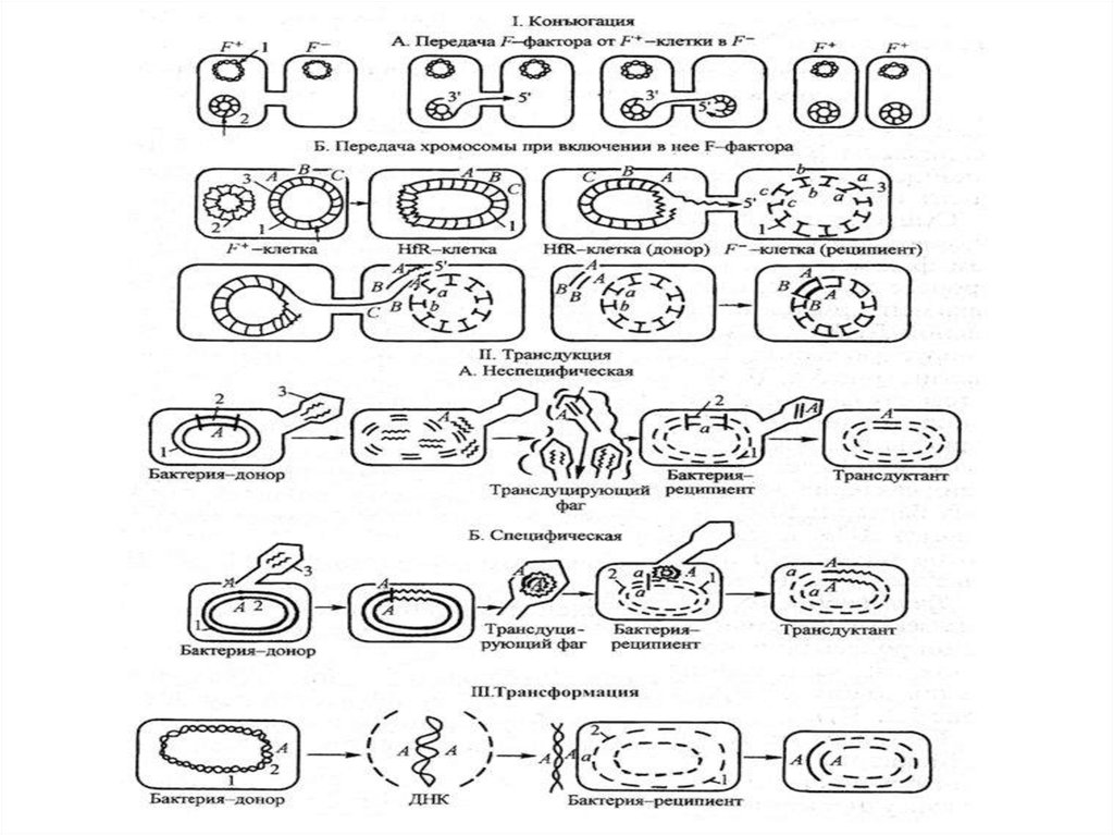 Конъюгация у бактерий схема