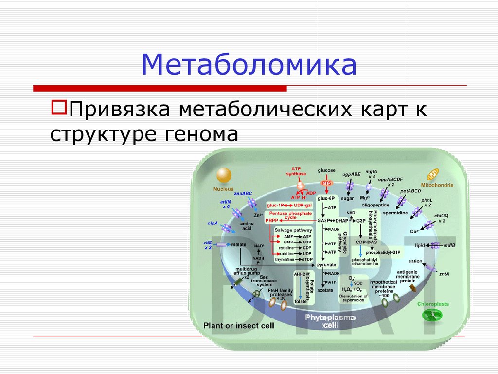 Метаболомика