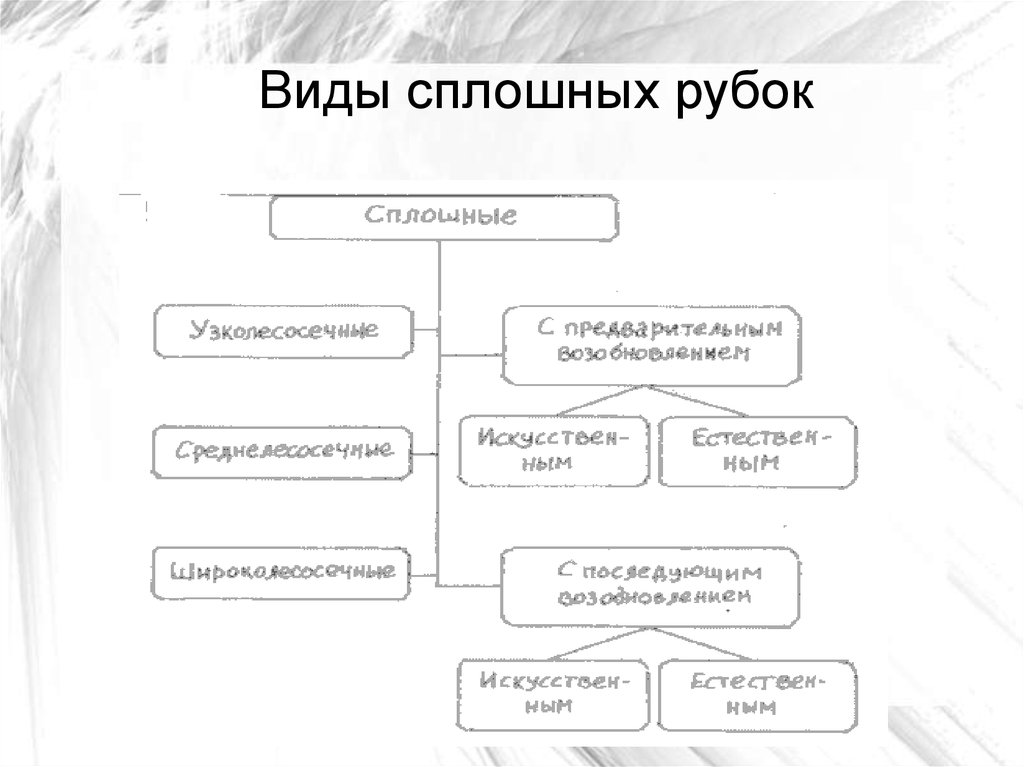 Виды непрерывного. Узколесосечная сплошная рубка схема. Сплошные рубки и их классификация. Виды сплошных рубок. Классификация видов рубок.