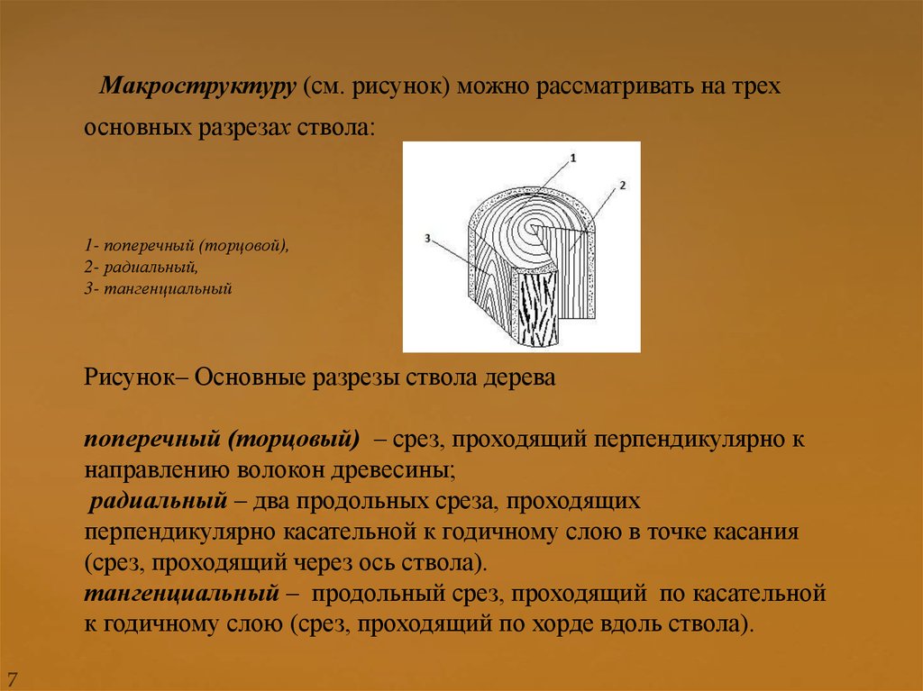 Рисунок на продольном разрезе древесины