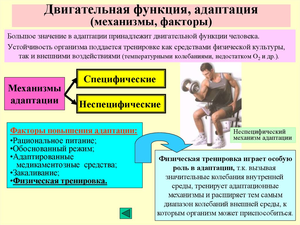 Недостаток физической силы. Механизмы адаптации организма человека. Двигательная активность схема. Адаптация организма к физическим упражнениям. Механизм адаптации к физическим упражнениям.