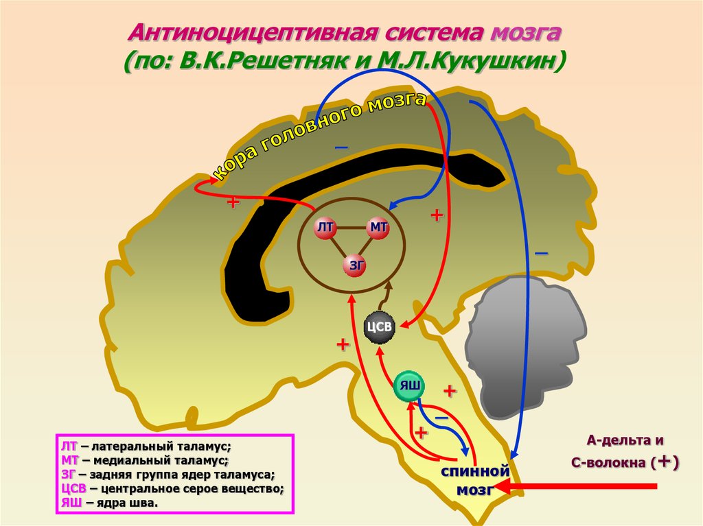 Антиноцицептивная система презентация