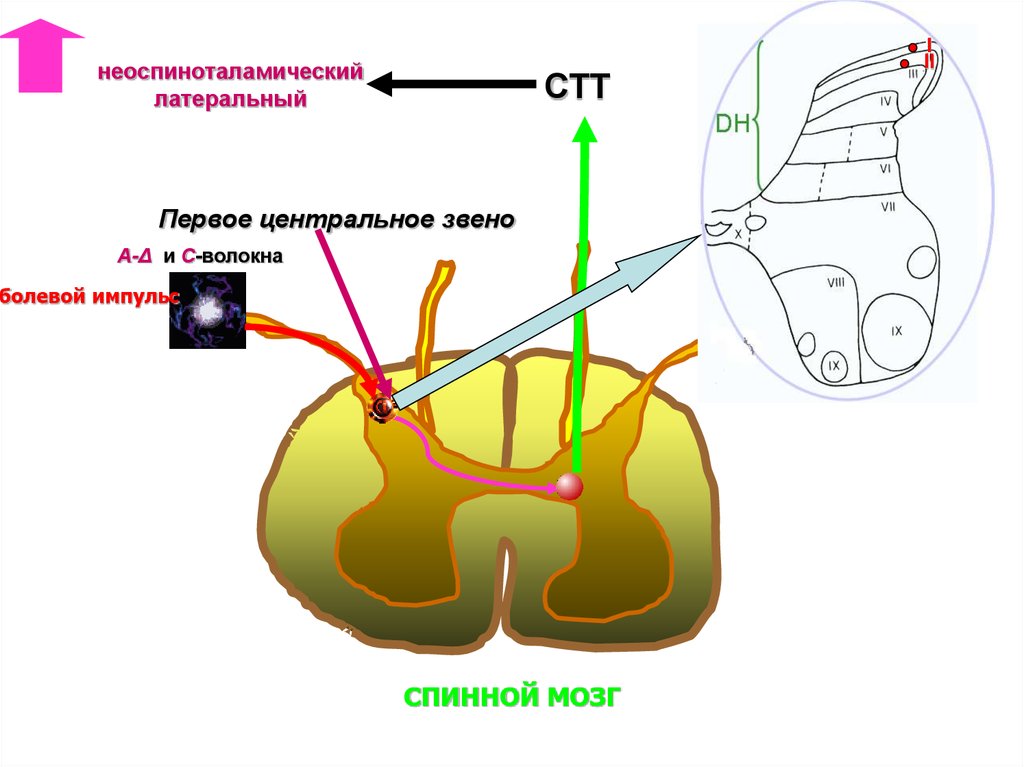 Неоспиноталамический путь схема
