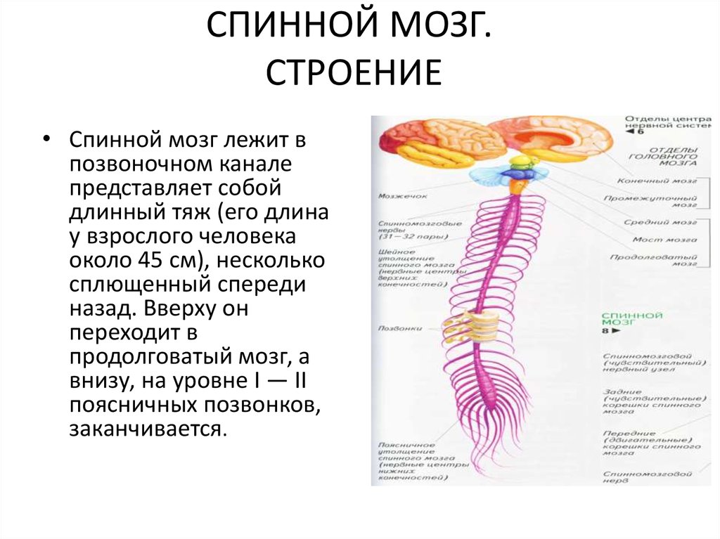 Представляет собой эластичный тяж. Строение спинного мозга в позвоночном канале. Строение спинного мозга спинной мозг в позвоночном канале. Анатомия спинного мозга структурные элементы. Строение спинного мозга лежит в позвоночном канале.