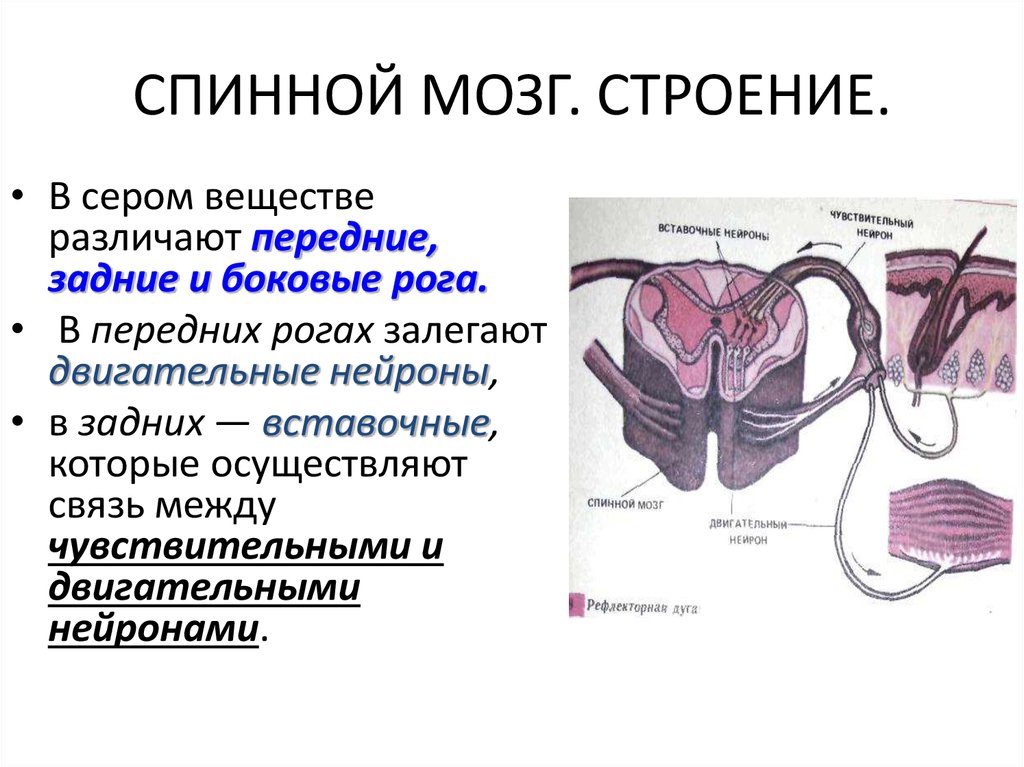 Строение нервной системы спинной мозг 8 класс презентация