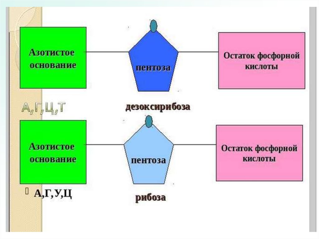 Остаток фосфорной кислоты. Строение АТФ азотистое основание. Схема азотистое основание рибоза остаток фосфорной кислоты. Азотистое основание пентоза и остаток фосфорной кислоты. Азотистое основание дезоксирибоза остаток фосфорной кислоты это.