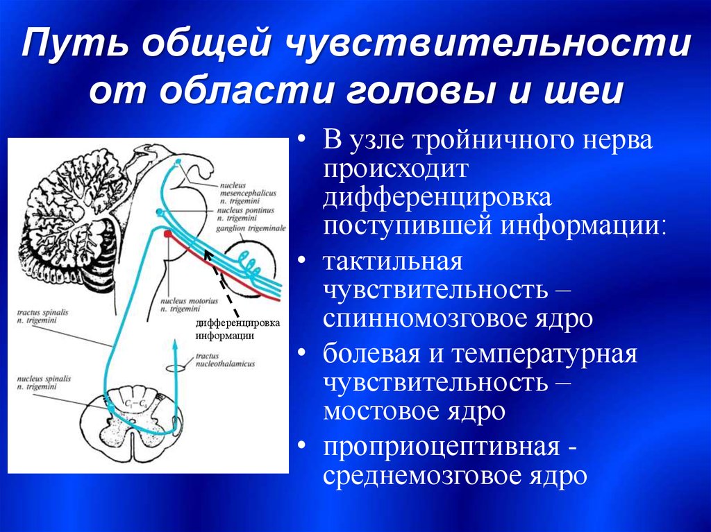 Путь головы. Путь общей чувствительности. Проводящие пути общей чувствительности. Ядро среднемозгового пути тройничного нерва функции. Двигательное ядро тройничного нерва.