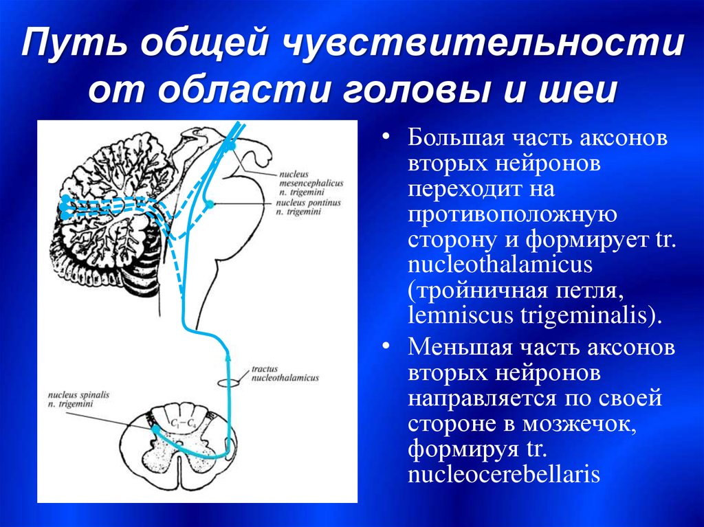 Общий путь. Проводящие пути ЦНС. Путь общей чувствительности. Путь общей чувствительности от области головы. Тройничная петля.