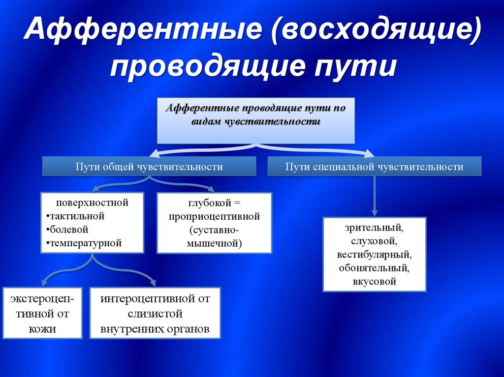 Афферентные и эфферентные пути. Афферентные и эфферентные проводящие пути. Афферентные и эфферентные проводящие пути ЦНС. Афферентные проводящие пути головного мозга. Афферентные проводящие пути анатомия.