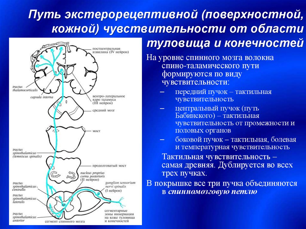 Реферат: Проводящие пути (медицина)