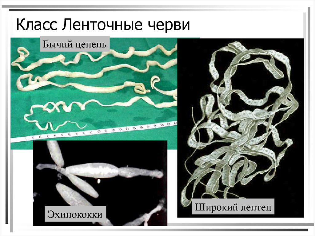 Ленточные черви презентация