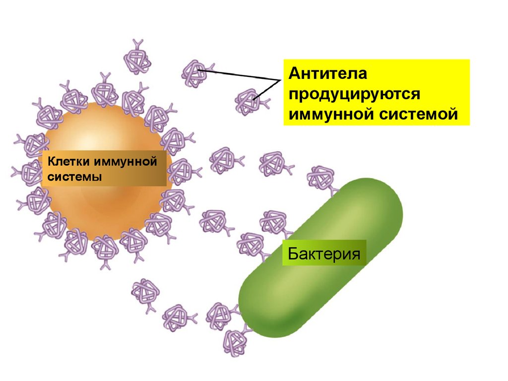 Антитела иммунной системы
